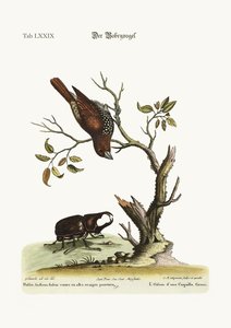 Gowry Fuglen, 1749-73